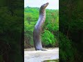 This anaconda has a unique strategy for hunting large birds #snake #anaconda #snakevideo #amazon