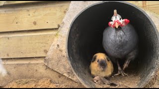 Guinea pigs and guinea fowl together out of the tunnel