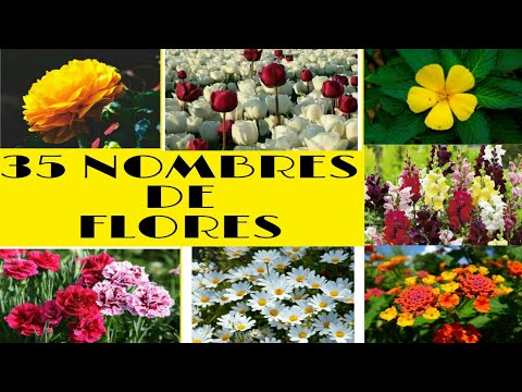 , title : '35 Nombres de Plantas🌷🍃🌷que tienes que Saber💡¿ Cuál es tu Preferida?'