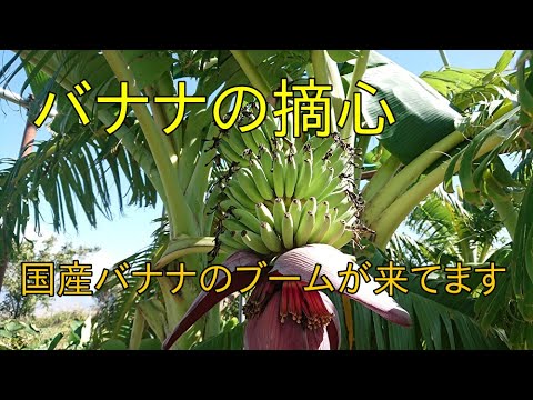 バナナの木がのどが渇いている場合、水やりが多すぎるか不十分かを知る方法 屋内屋外ポット 水不足 地面に水やり