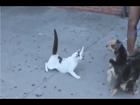 Crazy Cats attacking Dogs