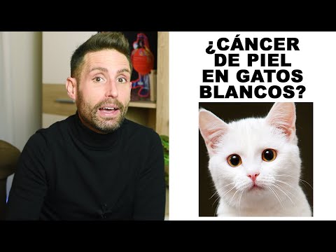 ¿Los gatos de pelo blanco pueden tener cáncer de piel?