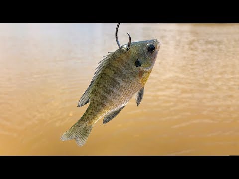 Why Bluegill are the Best Catfish Bait in Summer