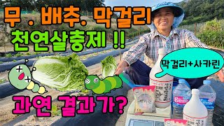 배추에 막걸리로 천연 살충제, 대박 결과가 어떻게 되었을까요? 텃밭농사 귀농귀촌 - radish cabbag…