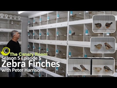 , title : 'The Canary Room Season 5 Episode 5 - A Visit to Peter Harrison and his Zebra Finches'