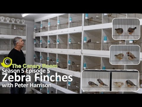 The Canary Room Season 5 Episode 5 - A Visit to Peter Harrison and his Zebra Finches