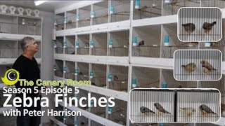 The Canary Room Season 5 Episode 5 - A Visit to Peter Harrison and his Zebra Finches