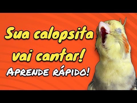 ✨Duas horas de assobios, frases e cantos de calopsitas!