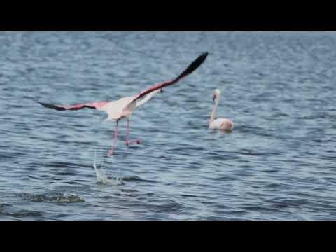 1  Birdathon: Introduction to False Bay Nature Reserve