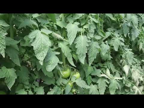 Paradajz – virus mozaika na biljkama