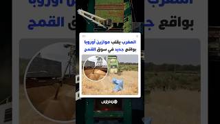 المغرب يقلب موازين أوروبا بواقع جديد في سوق القمح thumbnail