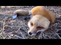 Fox Scream