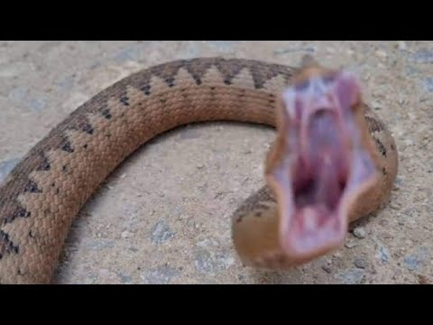 Poskok uhvaćen na suncanju