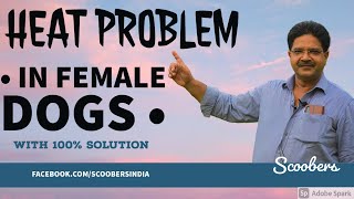 Solution for Female Dogs Heat Cycle Problem | Scoobers.