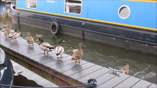 Rollercoaster by Emma Forman