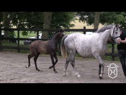 HEI141 Hengstfohlen von Cascadello I - Cassini I - Carry