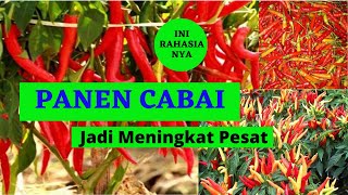 Download lagu Dosis Dan Cara Aplikasi Pupuk Nasa Untuk CABAI | Pupuk Cabai Yang Bagus mp3 Download lagu Dosis Dan Cara Aplikasi Pupuk Nasa Untuk CABAI | Pupuk Cabai Yang Bagus mp3