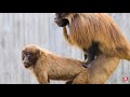 BABOON HAVING SEX