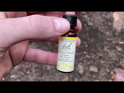 Scleranthus Flower Essence