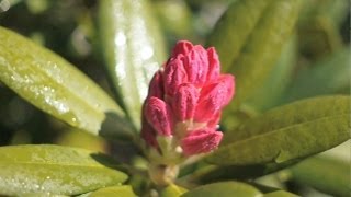 preview picture of video 'Rhododendron Ausstellung Westerstede - Eventvideo der Rhodo'
