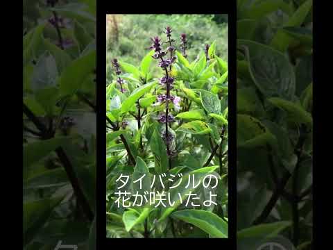 クリビアの肥料は何ですか？どうやって花を咲かせるのですか？  庭園