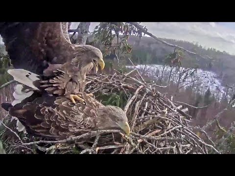 Jūras ērgļis Durbē~ Successfully mating! 😍~1:52 PM 2022/02/13