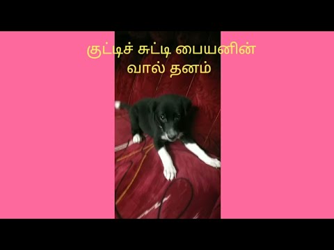 My chella kutty karivandu boy speaking in dog's language