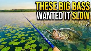 BIG Bass wanted it SLOOOOW! - Wisconsin Bass Fishing Finesse Fishing Tips!