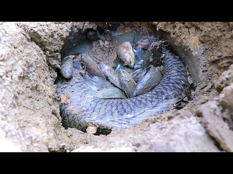 Amazing Top 5 Fishing Video On Dry Season! Unique fishing secret fish