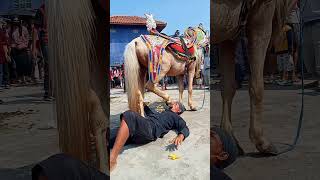 Download lagu aksi berbahaya dari mang taruna bersama kuda renggong bule #shorts #kudarenggong #kudasilat mp3