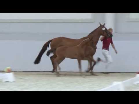 Hengstfohlen * 07.05.2015 - Cadeau Noir x Cartier x Rubinstein  x Ramino x Weltmeister x Cardinal xx