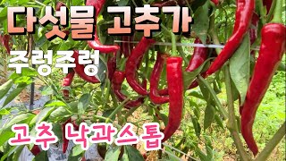 다섯물 고추도 주렁주렁 끝물까지 다수확하기