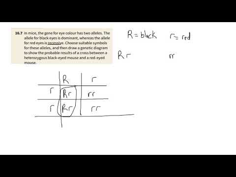 Chapter 16.2: Gene inheritance