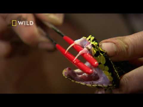 Zobacz jak działa toksyczny jad żmijowatych! [Jad: najskuteczniejsza broń]