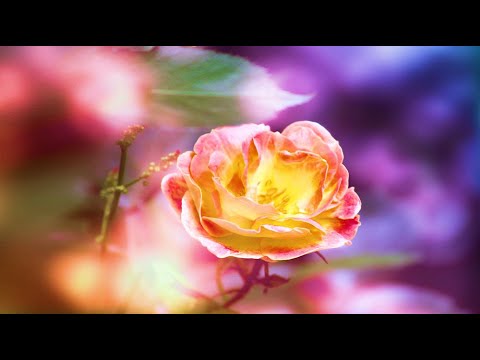 Wer kann die Liebe versteh'n - Uwe Sauer