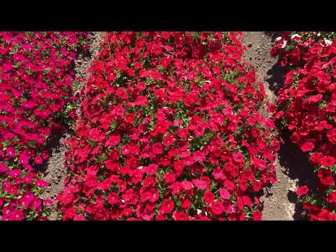 Видео о петунии Стефания F1 от Партнер