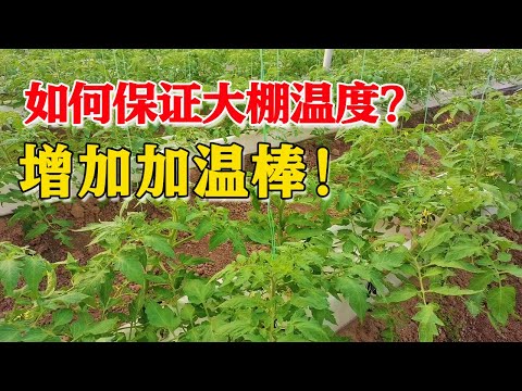 , title : '种番茄再低的温度也不怕，简单的加温方式，新型栽培就是好！【付老师种植技术团队官方频道】'