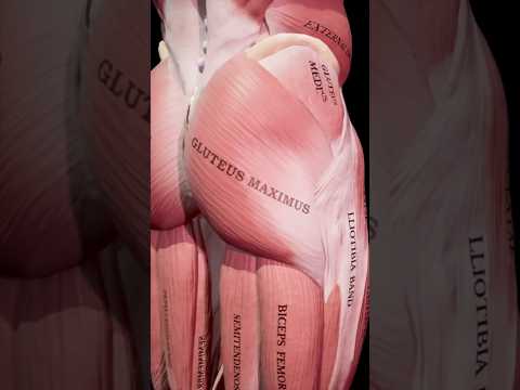 Repara tu dolor de cadera (SÍNDROME DEL PIRIFORME)