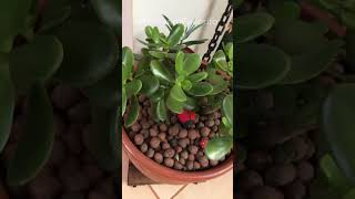 El secreto que nadie te dice sobre el arbol de jade - #miviverofavorito