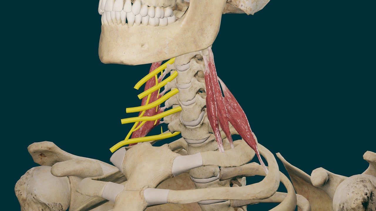 Músculos Escalenos. Origen, Inserción, Función e Inervación