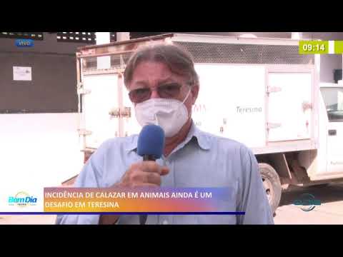 Incidência de Calazar em animais ainda é um desafio em Teresina 10 02 2021