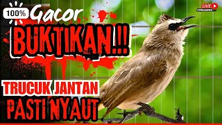 Download lagu TRUCUKAN GACOR ROPEL PANJANG‼️ SUARA BURUNG TRUCUKAN GACOR untuk Masteran TRUCUK Bahan & Macet BUNYI mp3