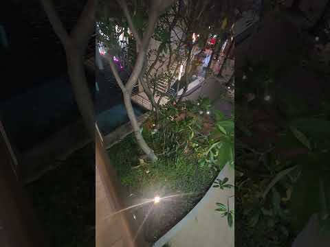 Big natural trees inside Plaza Mundo Soyapango San Salvador