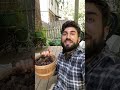 How We Forage And Preserve Wild Black Walnuts For Winter Wildfood Offgridliving Foraging