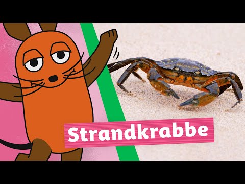 Warum läuft die Strandkrabbe seitlich? | Die Maus | WDR