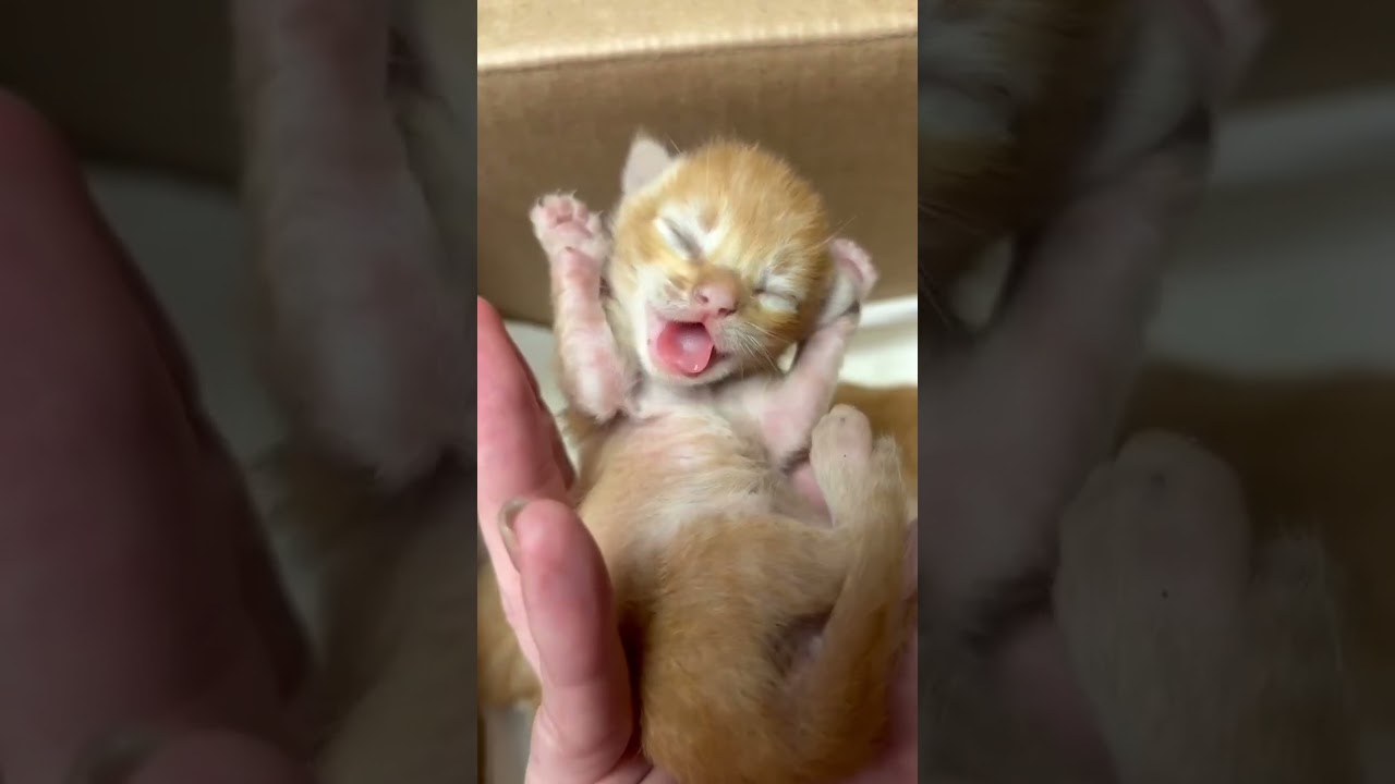 Newborn Kittens video