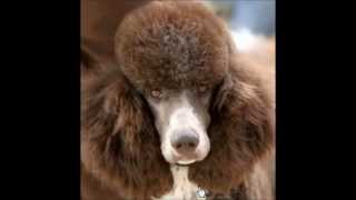 Poodle Grooming DVD for UKC Show or Nice Pet Trim