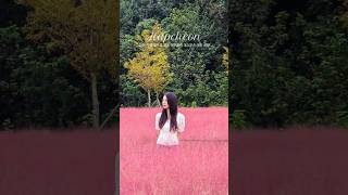 합천 꽃구경 명소 신소양체육공원 핑크뮬리 코스모스 개화 상황