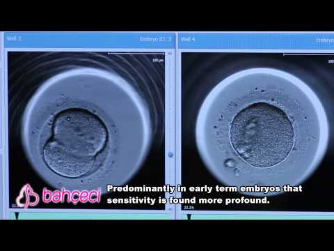 What are influential factors over embryo growth?
