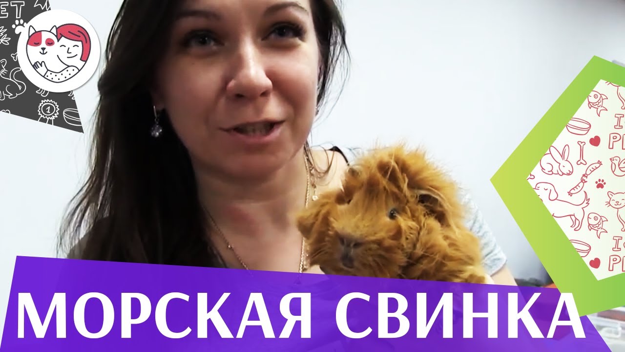 Морская свинка Продолжительность жизни на ilikepet
